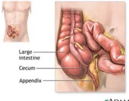 Gambar 9. Letak Appendix