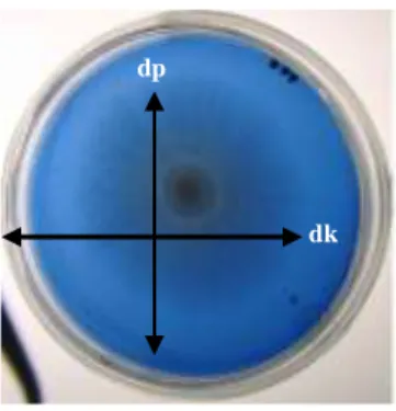 Gambar 1. Pengukuran diameter koloni miselium jamur dan  dekolorisasi/akumulasi    warna  media   PDA-RBBR (dp = diameter pertumbuhan jamur (cm); 