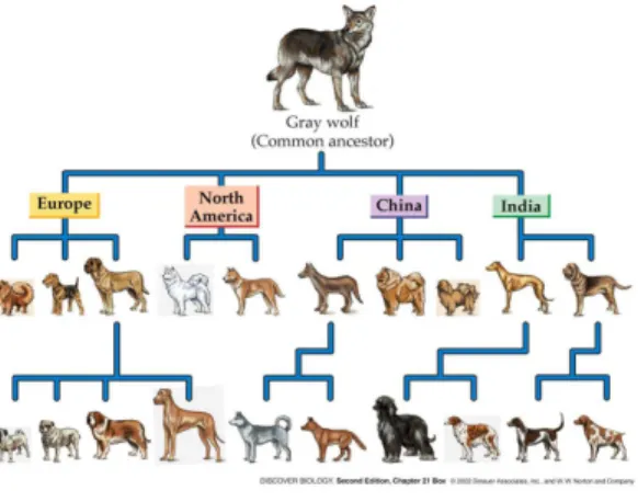 Gambar 2.2. Evolution of the Dog 