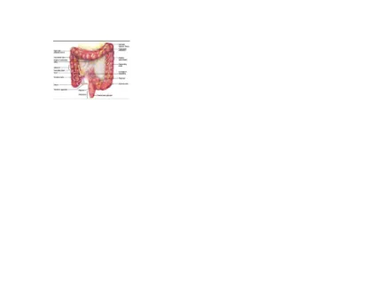 Gambar 3 Anatomi usus besar