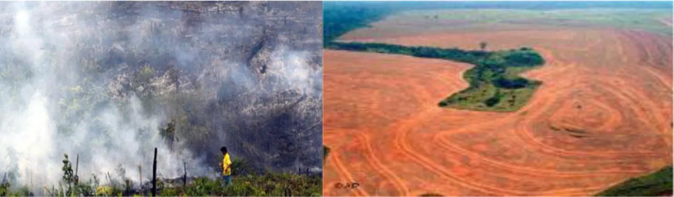 Gambar 1.Pembakaran hutan untuk   Gambar 2. Kerusakan lingkungan akibat       perluasan kebun sawit di Sumatera            pembukaan hutan untuk perkebunan di  