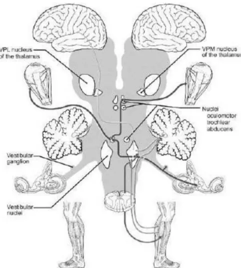 Gambar 2. Sistem Vestibular sentral