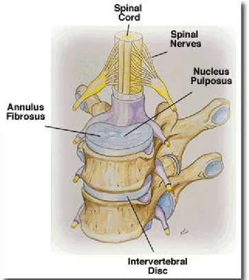 Gambar 2.2 Segmen Vertebra dan Columna Vertebralis (www.spinalcordinjury.net)