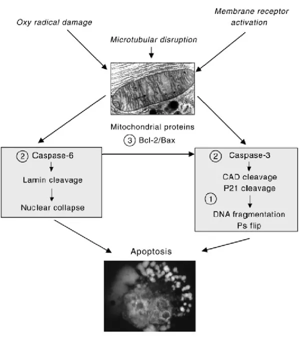Gambar 2. Peran Zink Pada Apoptosis Sel 8