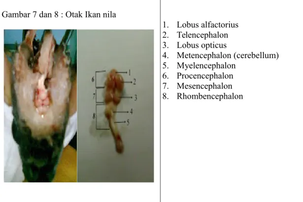 Gambar 7 dan 8 : Otak Ikan nila     1.        Lobus alfactorius     2.        Telencephalon     3