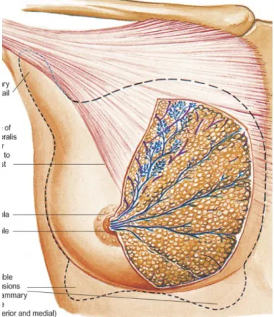 Gambar 1: struktur dari payudara 4
