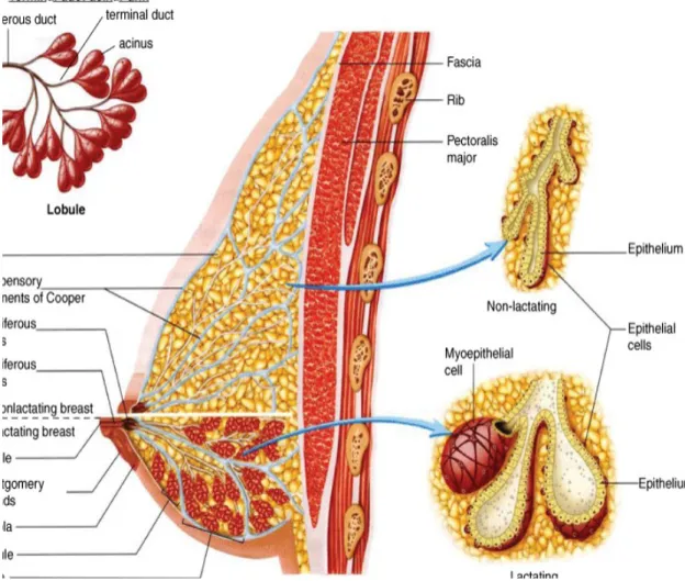 Gambar 2: anatomi payudara 5