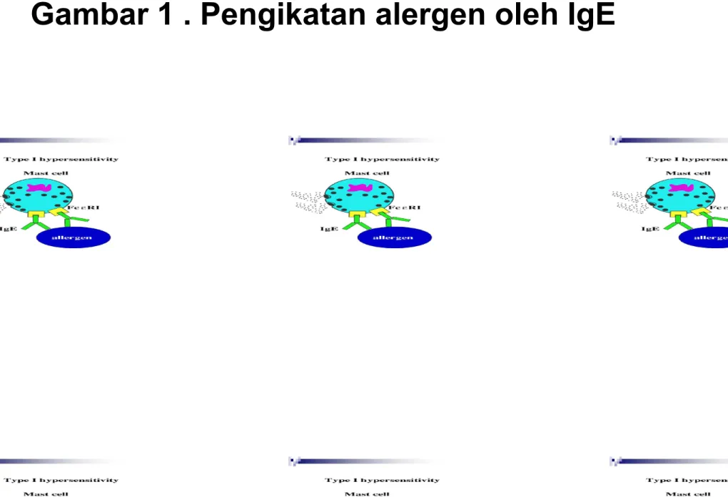 Gambar 1 . Pengikatan alergen oleh IgE