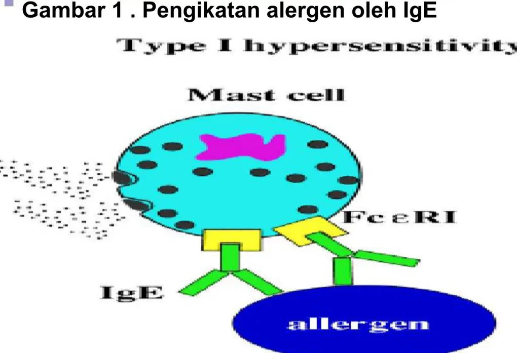Gambar 1 . Pengikatan alergen oleh IgE