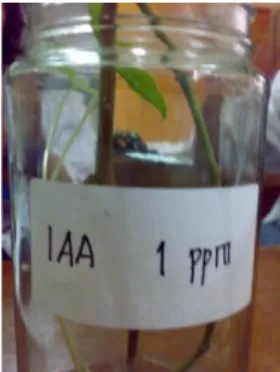 Gambar 2 : Batang tanaman sirih yang  direndam IAA 0,1 ppm. 