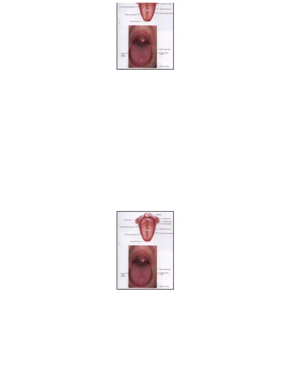Gambar 4 : Dorsal view of the tongue with its landmarks noted (A) and its more anterior.
