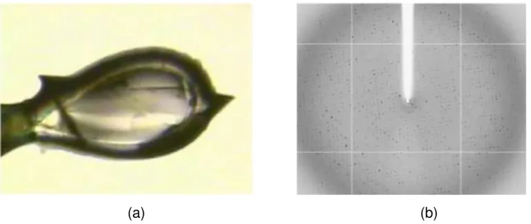 Figure 3. A mushroom tyrosinase crystal mounted on a nylon loop, ready for X-ray diffraction analysis (a) and diffraction pattern obtained from a tyrosinase crystal (b).