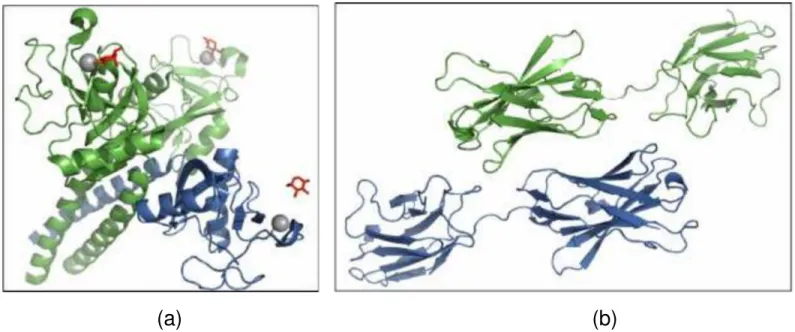 Figure  4. Cartoon representation of the structure of human SP-D trimer (a, PDB accession code 1PWB) and dimer of singe-chain variable domain of human antibody (b, 1NQB)