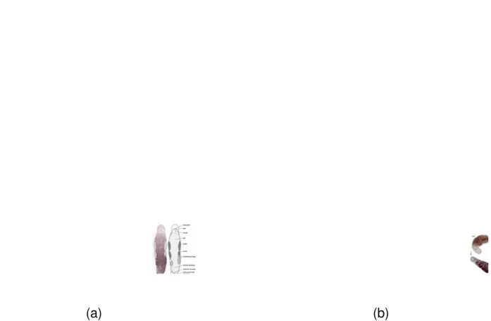 Gambar 1. Anatomi M. lignano (a) 21 dan perubahan morfologinya selama regenerasi ((, dari kanan atas sesuai arah panah: potongan kepala M.lignano  1 hari setelah pemotongan, 14 hari setelah