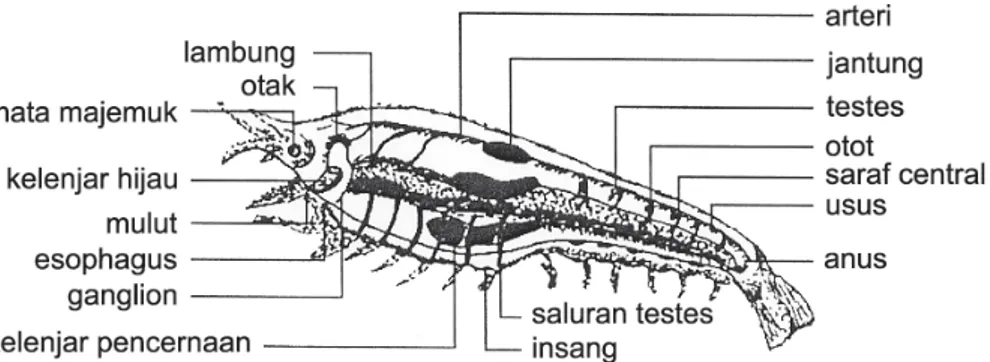 Gambar 1- 3.  Struktur dalam Crustacea