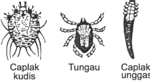 Gambar 1- 10. Beberapa contoh hewan Arachnida c. Acarina
