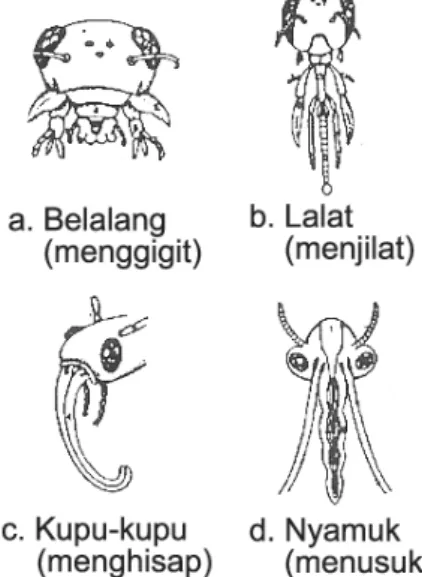 Gambar 1- 14 Berbagai tipe mulut serangga