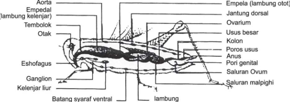 Gambar 1- 15. Struktur dalam belalang