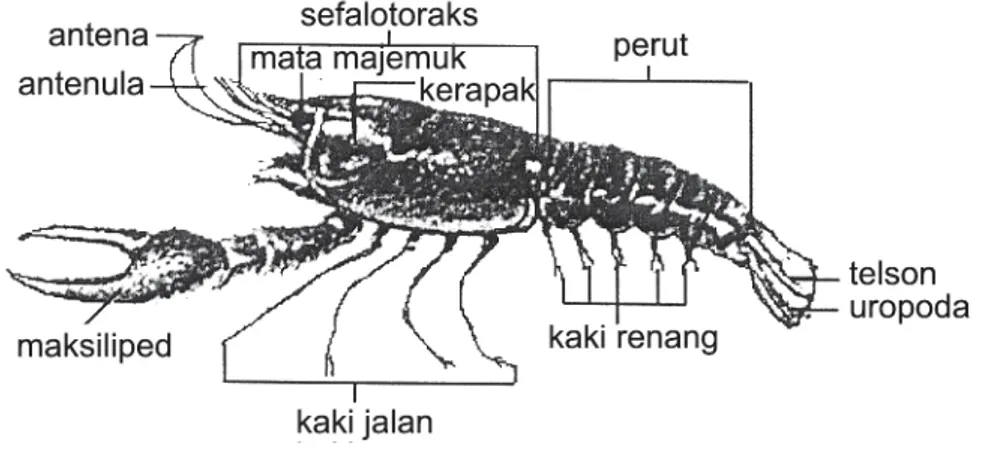 Gambar 1- 2.  Struktur tubuh Crustacea