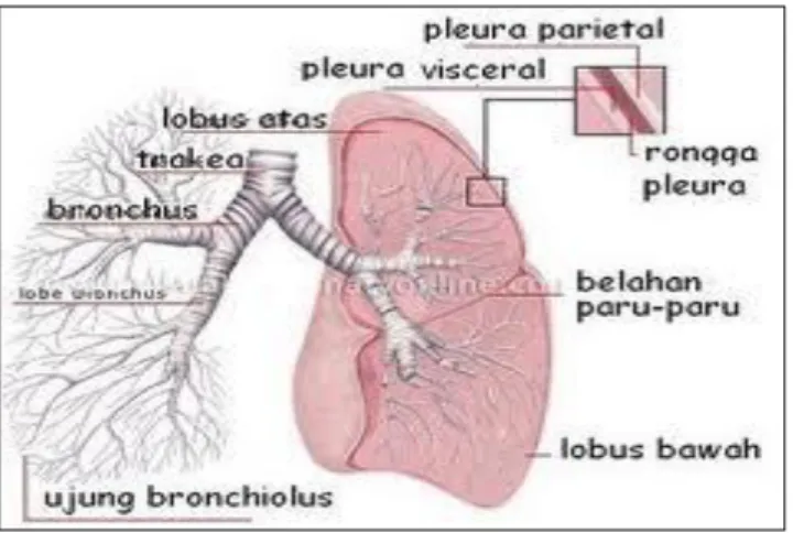 Gambar 1. Anatomi Paru-paru 