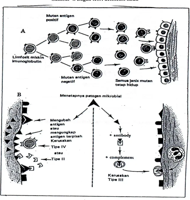 Gambar 4. Bagan teori defisiensi imun