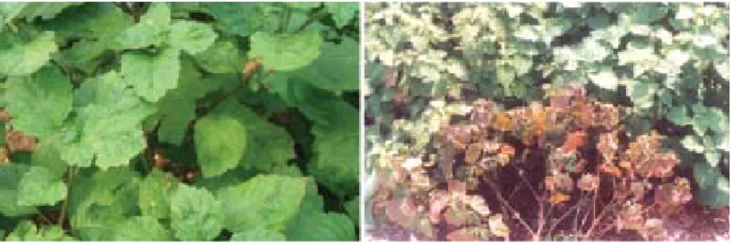 Gambar 1. Pertanaman nilam sehat (kiri) dan gejala tanaman nilam terserang nematoda (kanan).
