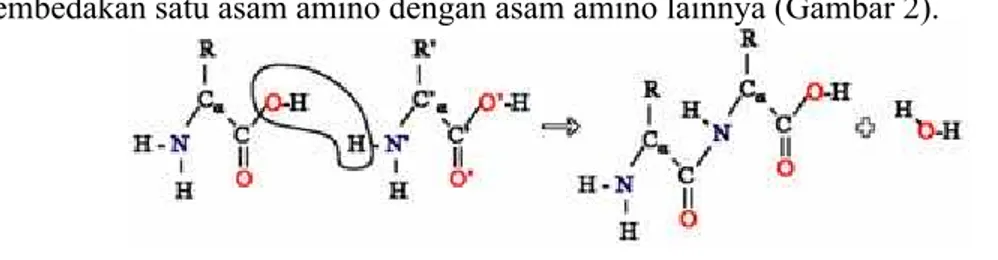 Gambar 2. Struktur asam amino Sumber : www. wikipedia.com