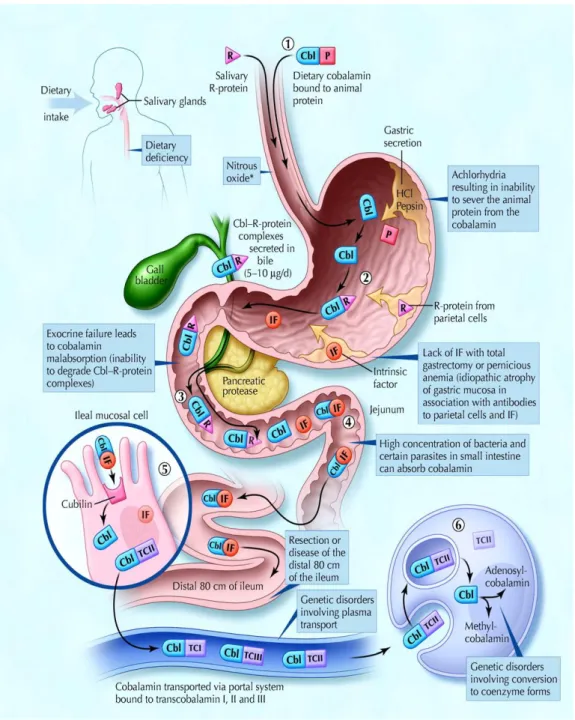 Gambar 2. Metabolisme Vitamin B12 dalam Tubuh 