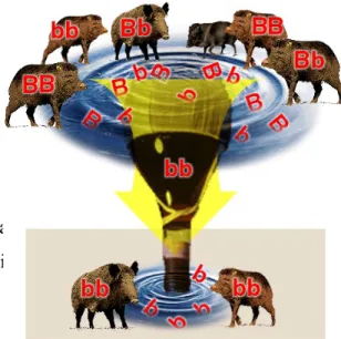 Gambar 1: Menggambarkan contoh dari mikroevolusi dari penurunan sifat pada spesies babi hutan.