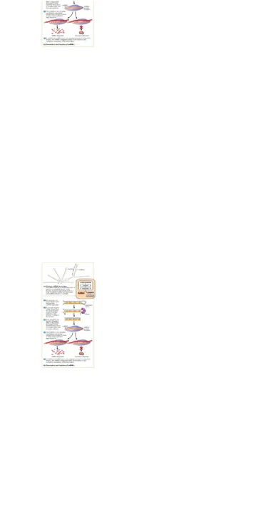 Gambar di bawah menjelaskan mekanisme dari miRNA dalam mendegradasi mRNA yang menjadi target
