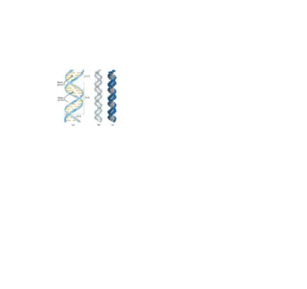Gambar 7 . (a) Gambaran Skematik Bentuk dari Helix. (b) Gambaran batang, menunjukkan struktur dan kumpulan basa