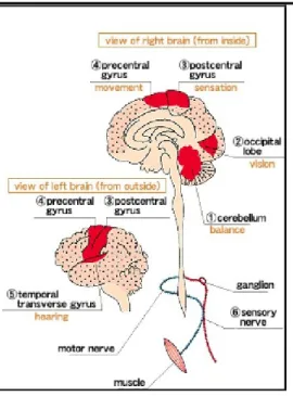 Gambar   2 mengilustrasikan   adanya   daerah   lesi   di   beberapa   zona   pada  system  saraf   yang   menunjukkan   gejala   dari   penyakit   Minamata