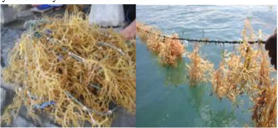 Gambar 10.  Pemeliharaan Rumput laut dengan Metode Tali Jalur Ganda    