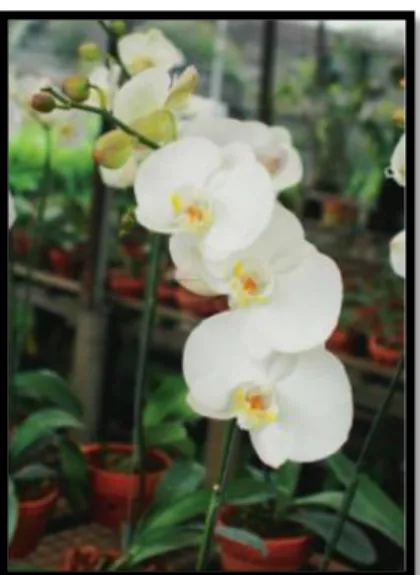 Gambar 1. Bunga Anggrek Bulan (Phalaenopsis amabilis)     Sumber: Iswanto (2005) 