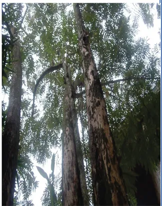 Gambar 2.  Pohon Sungkai  4.  Perbenihan 
