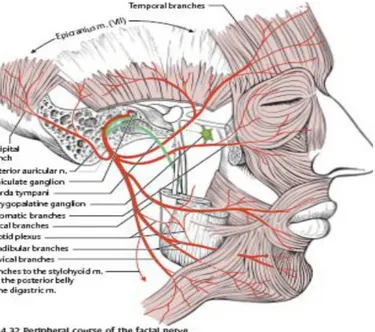 Gambar 2. Otot yang dipersarafi nervus fasialis. [1]