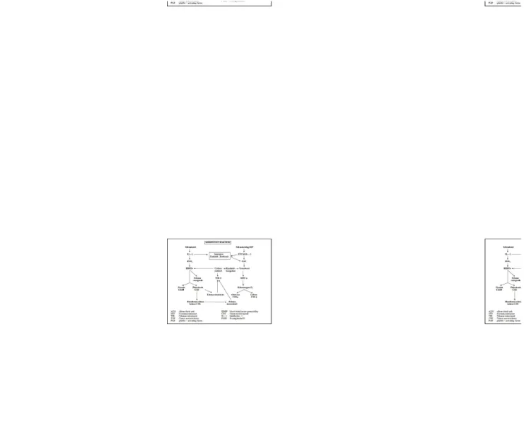 Gambar 5. Patofisiologi Molekuler Meningitis Bakterial  1