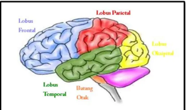 Gambar 2 : Bagian – Bagian Pada Otak 