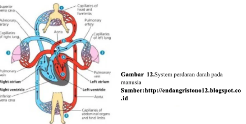 Gambar  12.System perdaran darah pada manusia Sumber:http://endangristono12.blogspot.coSumber:http://endangristono12.blogspot.co .id.id Gambar 11.