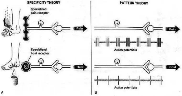 Gambar 2.1. skema  specificity theory dan pattern theory.