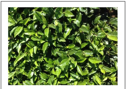 Gambar 5.Camellia sinensis 