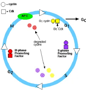 Gambar 10. Kelompok protein yang mengatur proses pembelahan sel, yang terdiri dari : cyclin-Cdk kompleks,  SPF, MPF, dan APC 8 