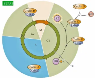 Gambar 11. Checkpoint pada siklus sel yang terjadi pada fase G1/S, G2, dan M 9 