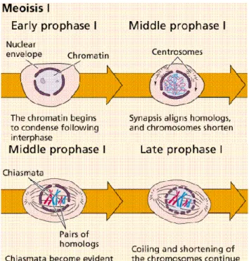 Gambar 4. Tahap Profase I, dari awal hingga akhir, peristiwa yang terjadi meliputi : kondensasi kromosom,  pembelahan sentrosom, pembentukan sister chromatid dan sinapsis, dan degradasi membran nukleus 6 
