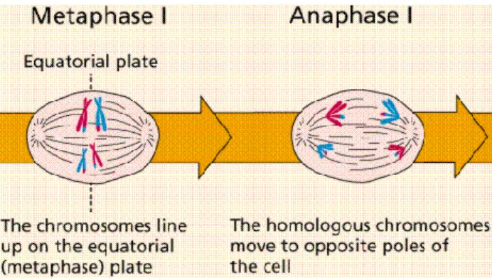 Gambar 5. Tahap metafase I, kromosom (tetrad) terletak pada bidang ekuator, pada anafase I (kanan)  kromosom yang homolog bergerak ke kutub yang berlawanan 6 