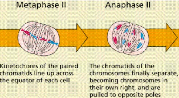 Gambar 8. Sister chromatid tersusun pada bidang ekuator, terbentuk benang spindel, sentriol dan sentrosom