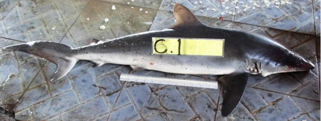 Gambar 2. Hiu kejen (Carcharhinus falciformis).