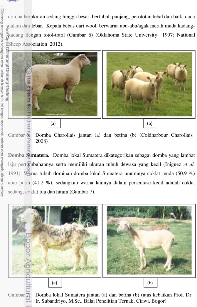 Gambar 6.  Domba  Charollais  jantan  (a)  dan  betina  (b)  (Coldharbour  Charollais   2008) 