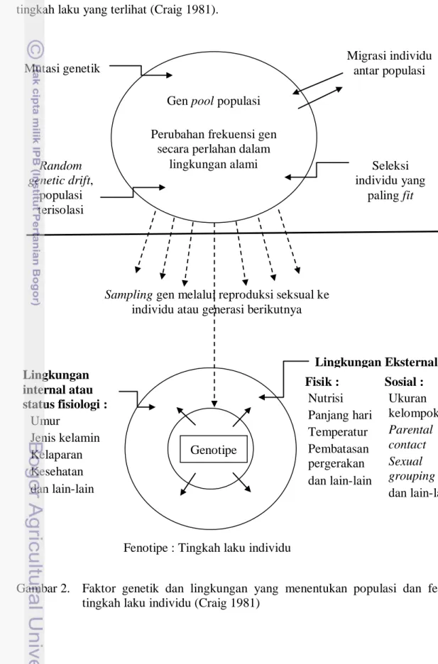 Gambar 2.  Faktor  genetik  dan  lingkungan  yang  menentukan  populasi  dan  fenotipe  tingkah laku individu (Craig 1981) 