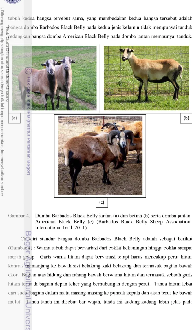 Gambar 4.  Domba Barbados Black Belly jantan (a) dan betina (b) serta domba jantan  American  Black  Belly  (c)  (Barbados  Black  Belly  Sheep  Association  International Int’l  2011) 